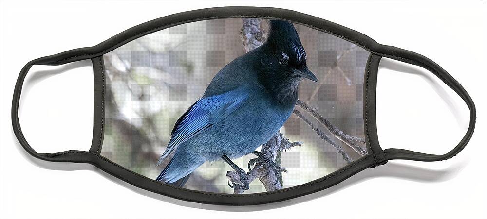 Yellowstone National Park Face Mask featuring the photograph Stellar Jay by Cheryl Strahl