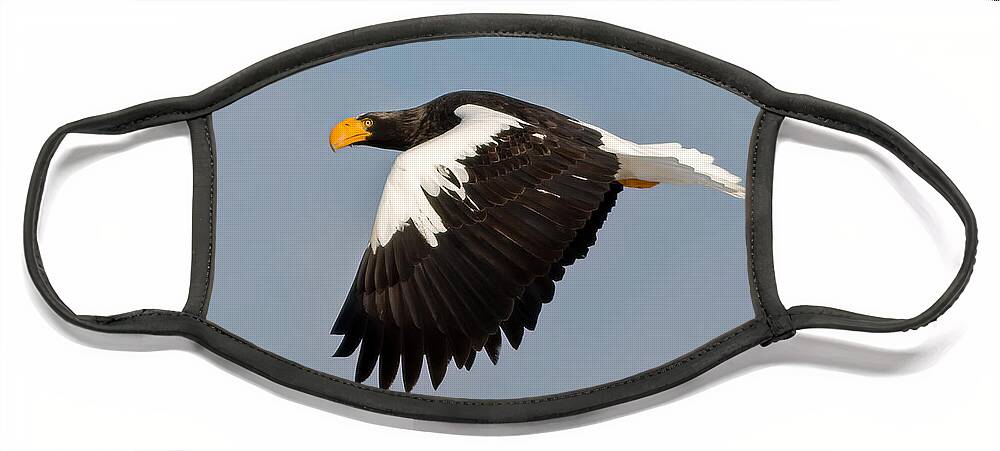 Steller's Eagle Face Mask featuring the photograph Steller's Eagle in Flight by Natural Focal Point Photography