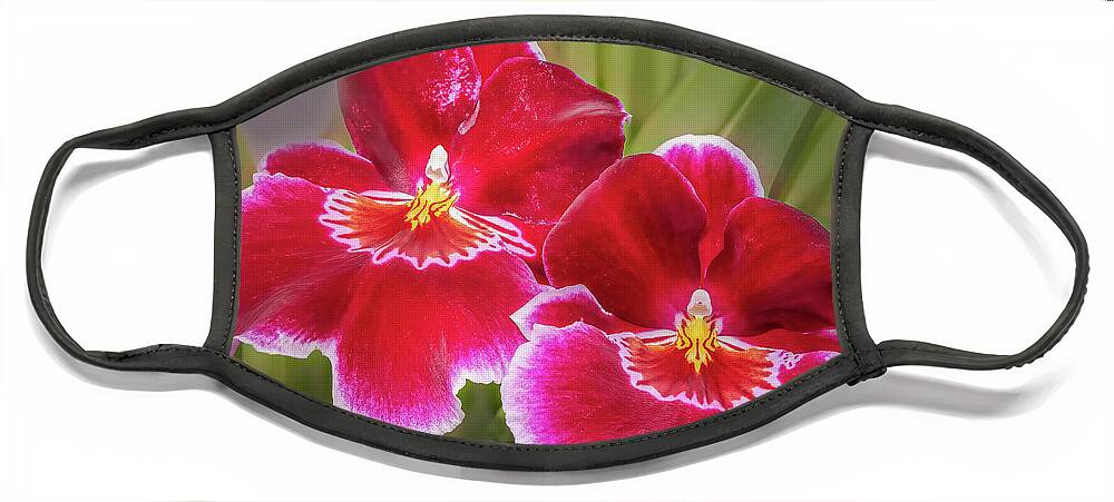 Pansy Orchid Face Mask featuring the photograph Striking Pansy Orchids by Elvira Peretsman