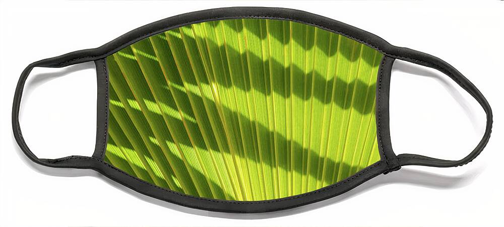 Palm Leaf Face Mask featuring the photograph Structure of green palm leaf with shadows 2 by Adriana Mueller