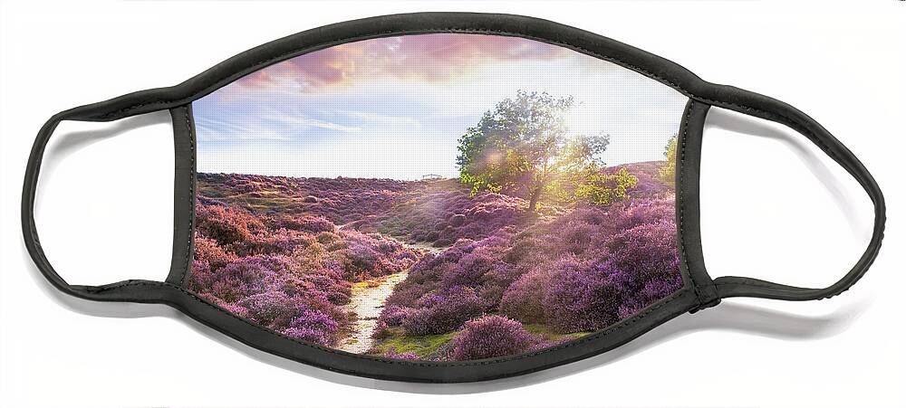 Heather Face Mask featuring the photograph Stunning purple heather landscape at sunrise in Roydon by Simon Bratt