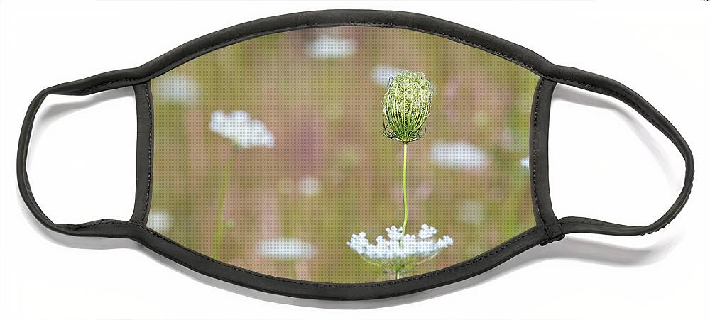 Daucus Carota Face Mask featuring the photograph Summer Meadows by Amelia Pearn