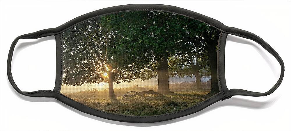 Sunrise Face Mask featuring the photograph Sun breaking through the trees by Gareth Parkes
