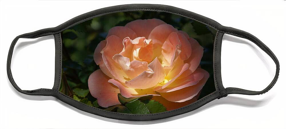  Face Mask featuring the photograph Sun-kissed Rose by Heather E Harman