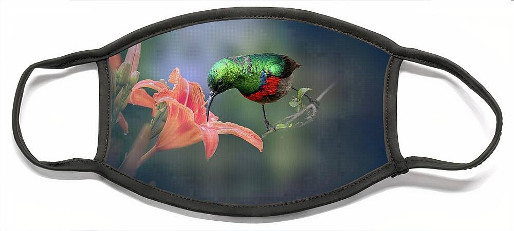 Southern Double-collared Sunbird Face Mask featuring the photograph Sunbird Sucking by Eva Lechner