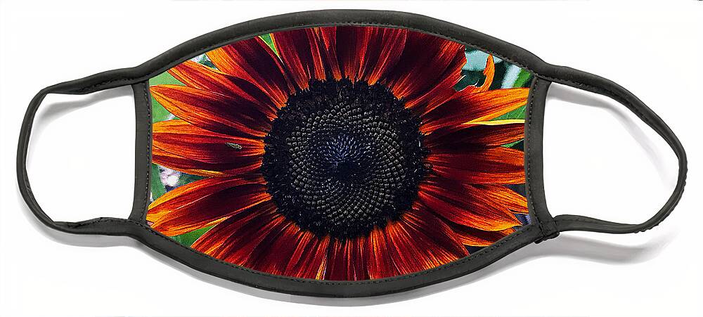  Face Mask featuring the photograph Sunflower 3 by Stephen Dorton