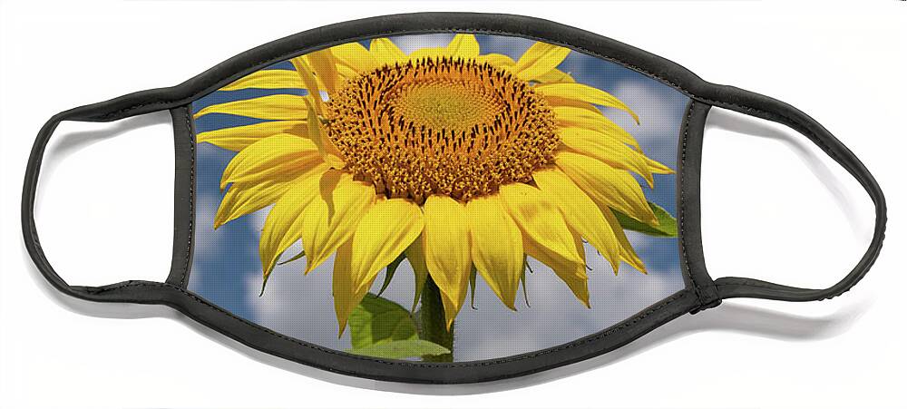 Sunflower Face Mask featuring the photograph Sunflower by Carolyn Hutchins