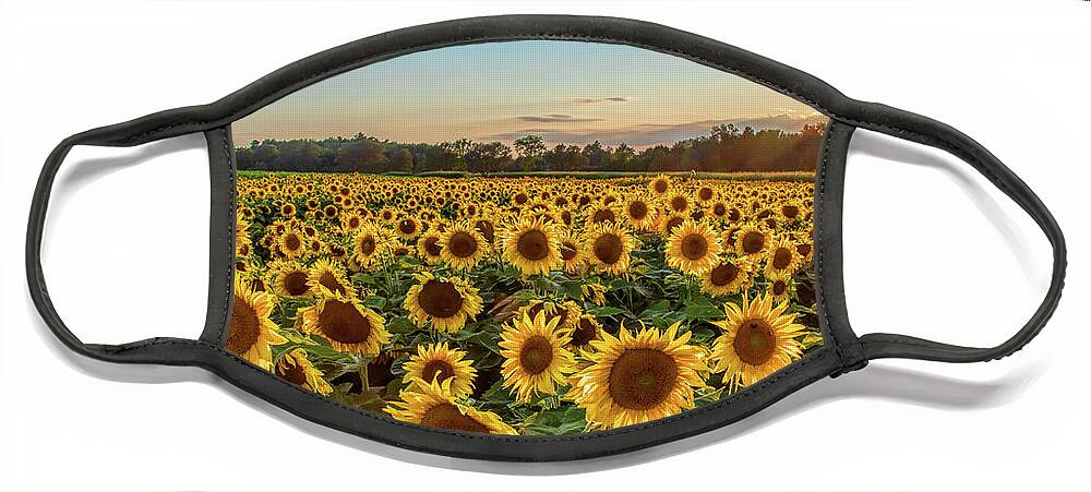 Sunflower Face Mask featuring the photograph Sunflower City by Rod Best