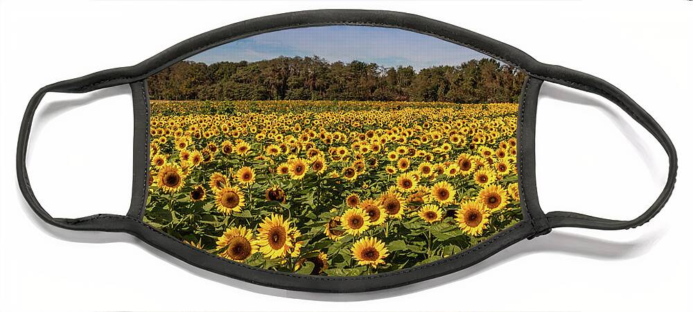 Sunflowers Face Mask featuring the photograph Sunflower Field by Elvira Peretsman