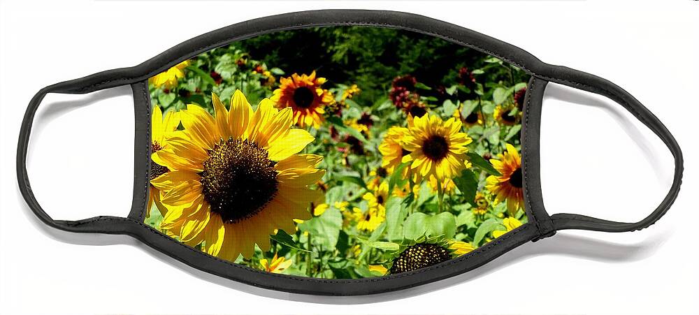 Sunflowers Face Mask featuring the photograph Sunflower field by Lynn Hunt