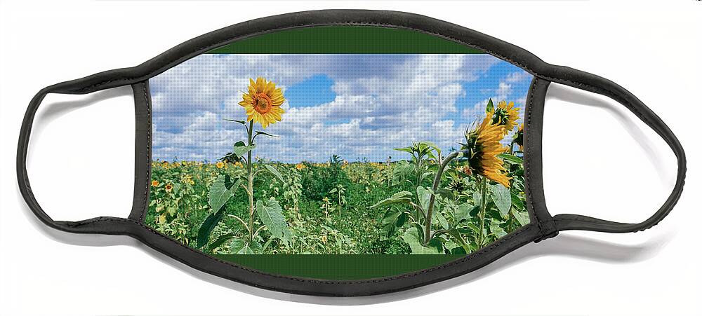 Sunflower Face Mask featuring the photograph Sunflower Field Panorama by Carolyn Hutchins