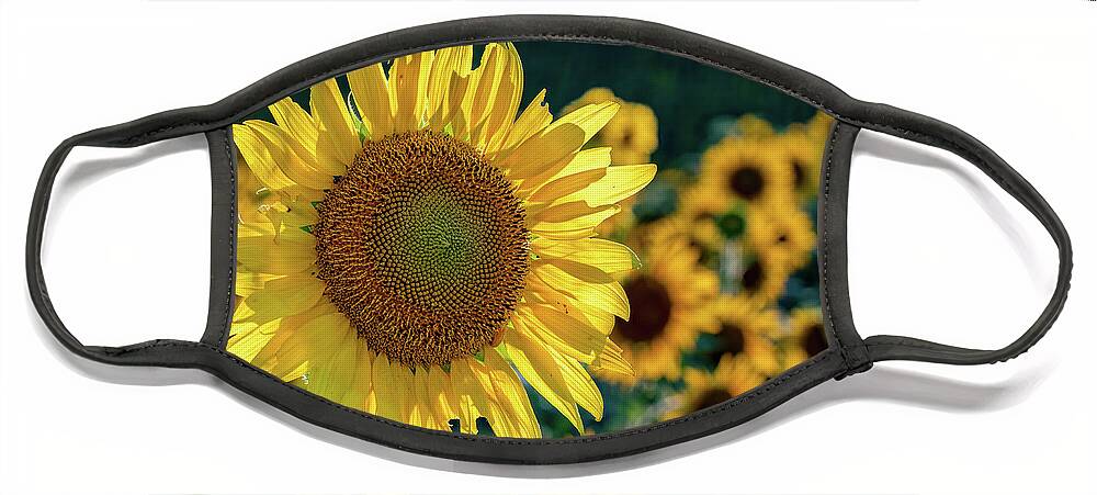 Agriculture Face Mask featuring the photograph Sunflower in Sunlight by Brian Shoemaker