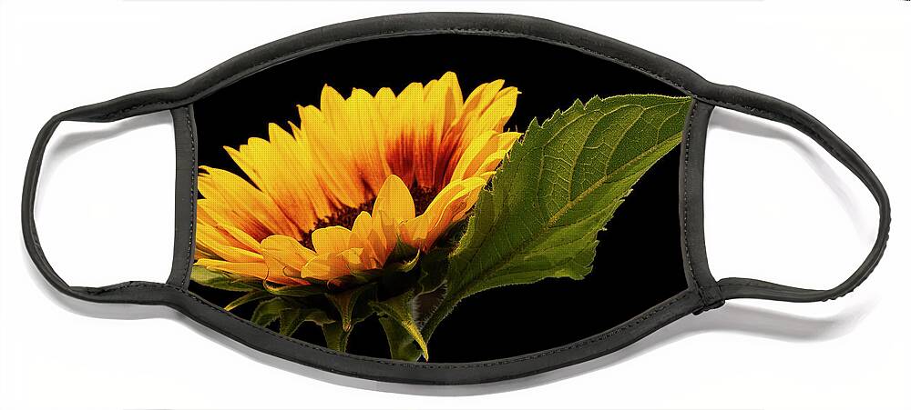 2021-08-14 Face Mask featuring the photograph Sunflower on Black by Phil And Karen Rispin