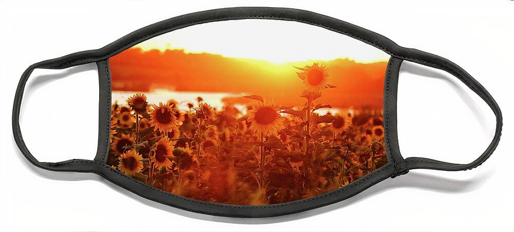 Summer Face Mask featuring the photograph Sunflower Sunset by Lens Art Photography By Larry Trager