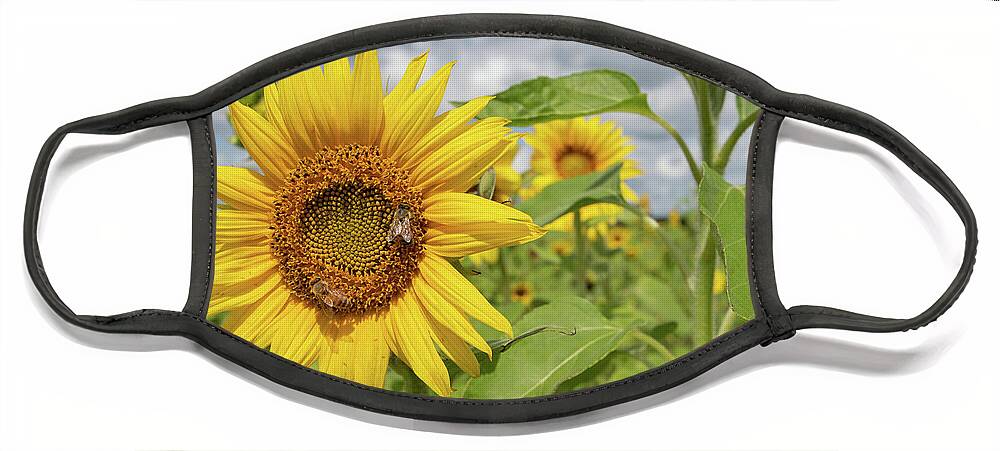 Sunflower Face Mask featuring the photograph Sunflower with Honeybee by Carolyn Hutchins