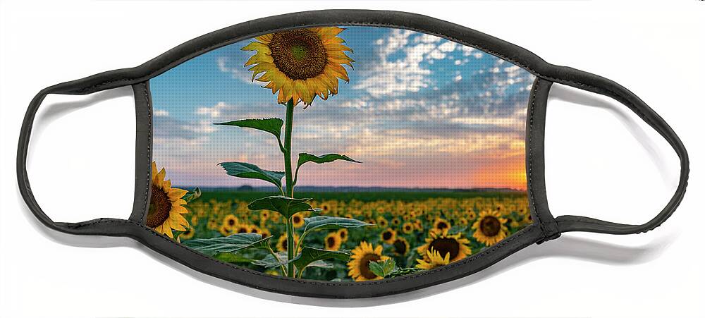 Landscape Face Mask featuring the photograph Sunflowers at Sunset by Michael Smith