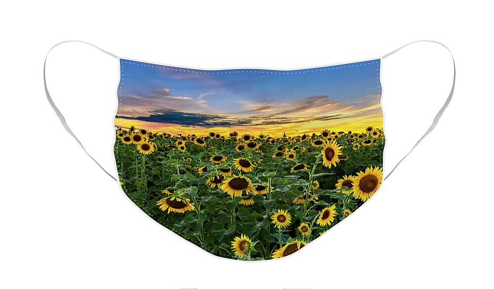 Sunflowers Face Mask featuring the photograph Sunflowers at Sunset -Panorama by Harold Rau