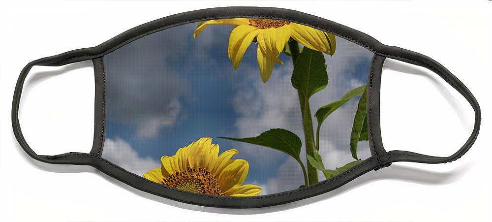 Sunflower Face Mask featuring the photograph Sunflowers by Carolyn Hutchins