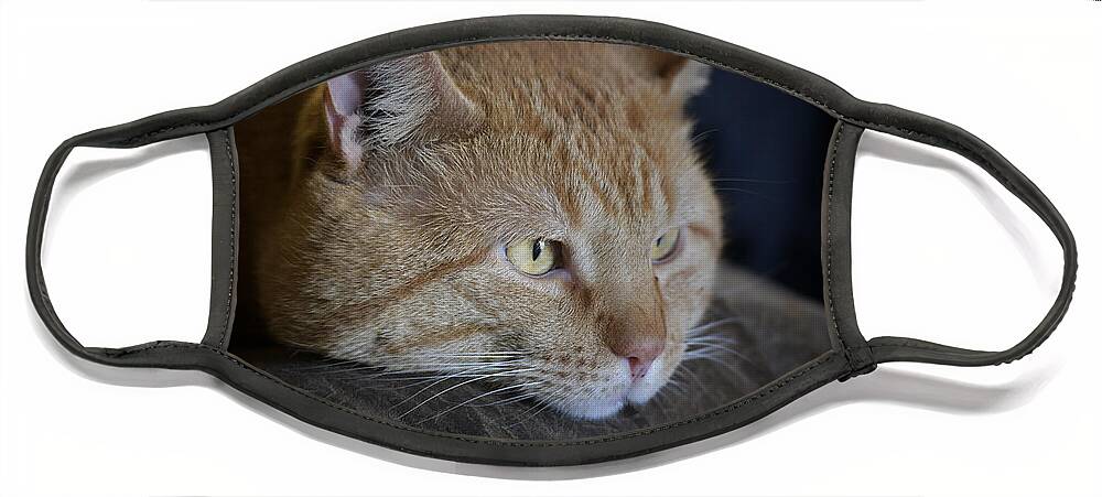 Yellow Tabby Face Mask featuring the photograph Sunny by DArcy Evans