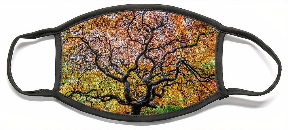 Maple Face Mask featuring the photograph Sunny Japanese Maple by Jerry Cahill