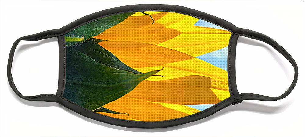 Sunflower Face Mask featuring the photograph Sunny Layers From the Rear by Lee Darnell
