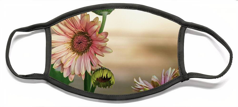 Daisy Face Mask featuring the photograph Sunrise Daisy by William Norton