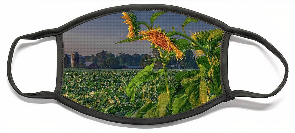 Tennessee Face Mask featuring the photograph Sunrise With Sunflowers by Marcy Wielfaert