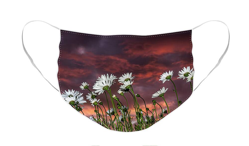 Sunset Face Mask featuring the photograph Sunset and Daisies by Robert Potts