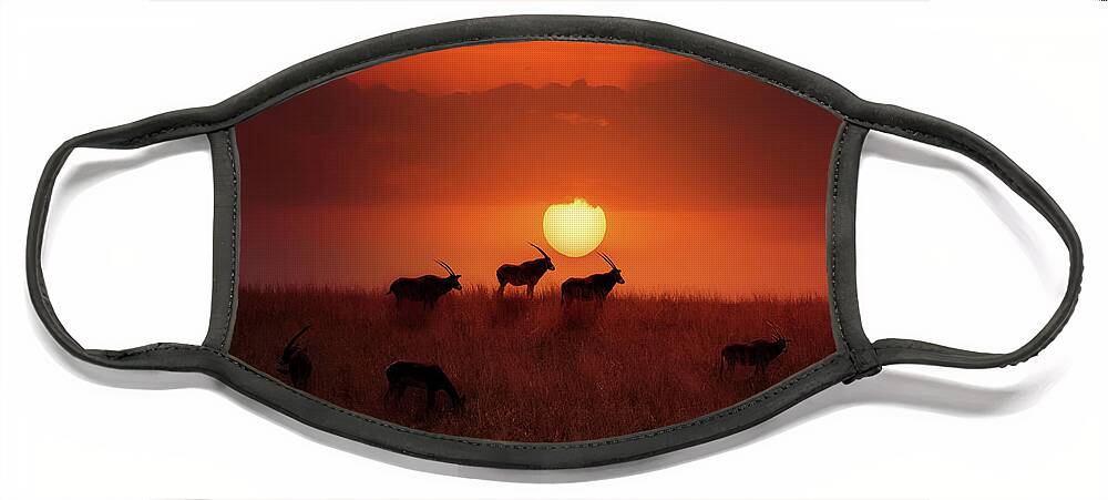 Oryx Face Mask featuring the photograph Sunset Herd by Ed Taylor