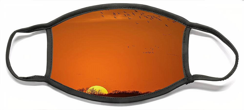 Sandhill Cranes Face Mask featuring the photograph Sunset With the Sandhills by Laura Hedien