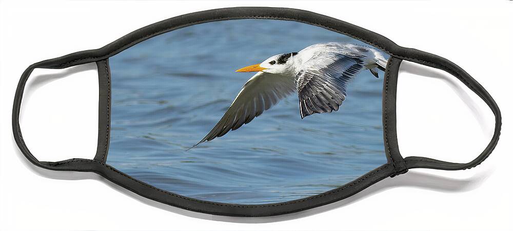 Royal Tern Face Mask featuring the photograph Super Glide by RD Allen