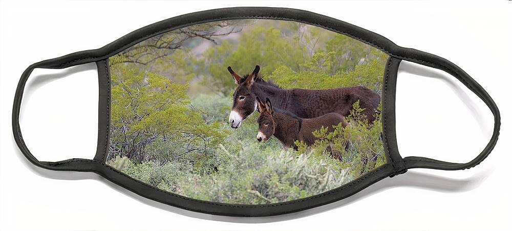 Wild Burro Face Mask featuring the photograph Surrounded by Mary Hone