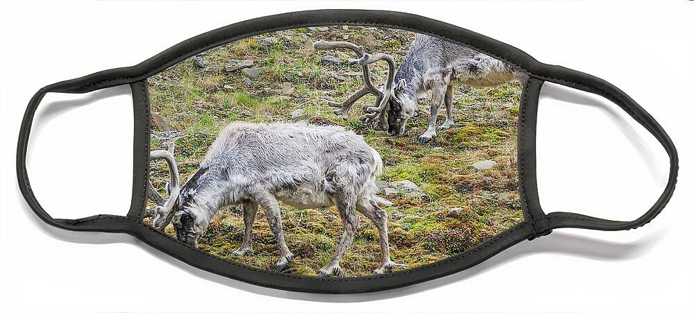 Reindeer Face Mask featuring the photograph Svalbard Reindeer Pair on a Hillside by Nancy Gleason