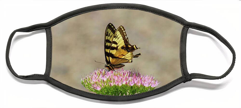 Swallowtail Face Mask featuring the photograph Swallowtail Butterfly Endures by Christopher Reed