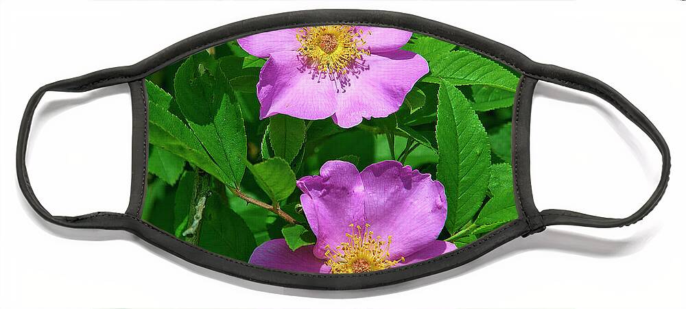 Nature Face Mask featuring the photograph Swamp Roses Rosa palustris DSMF179 by Gerry Gantt