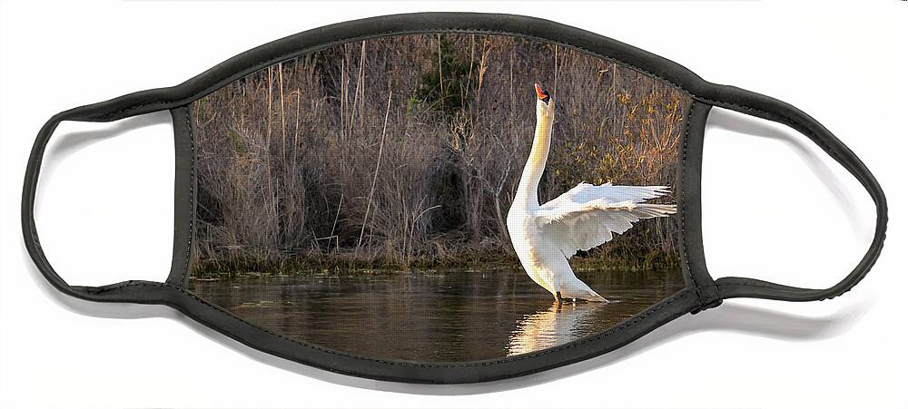 Swan Face Mask featuring the photograph Swan, wings stretched. by Alyssa Tumale