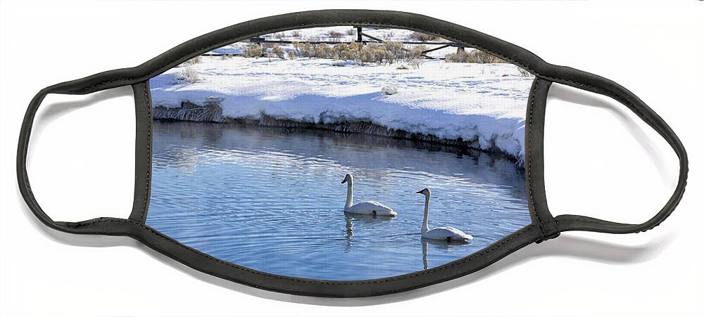 Trumpeter Swans Face Mask featuring the photograph Swans in Winter by Cheryl Strahl