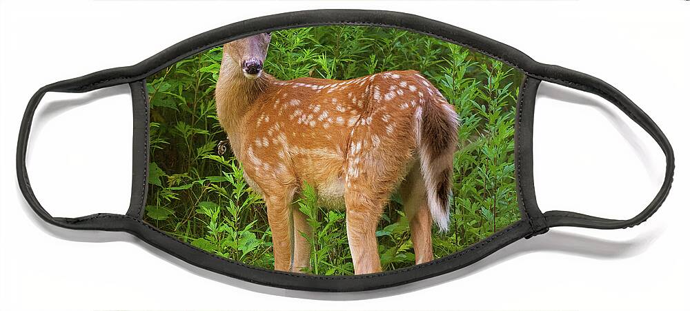Fawn Face Mask featuring the photograph Sweet Fawn in a Thicket by Marianne Campolongo