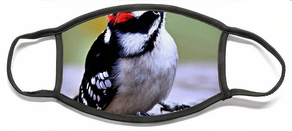Birds Face Mask featuring the photograph Sweet Little Downy Woodpecker 2 by Mary Walchuck