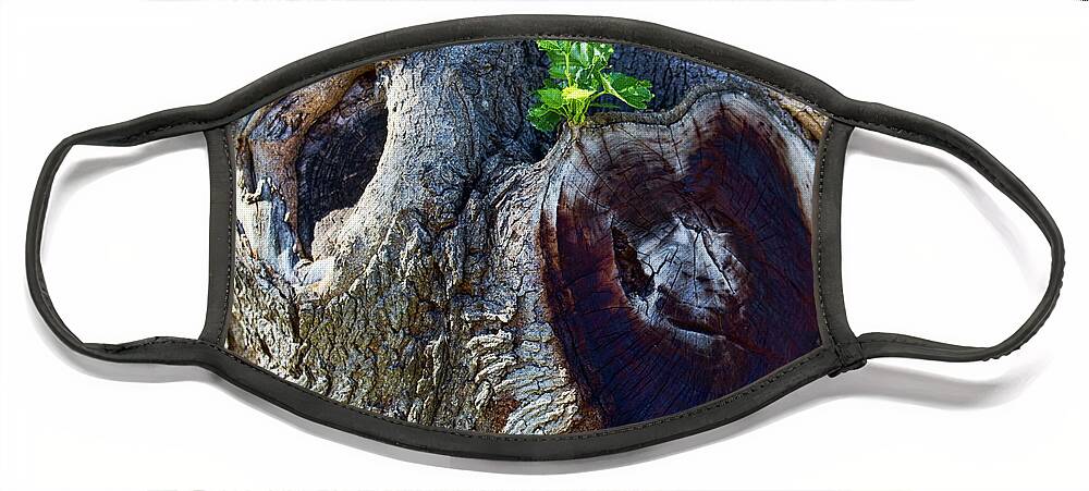 Tree Face Mask featuring the photograph Sweetheart Tree by Joan Bertucci