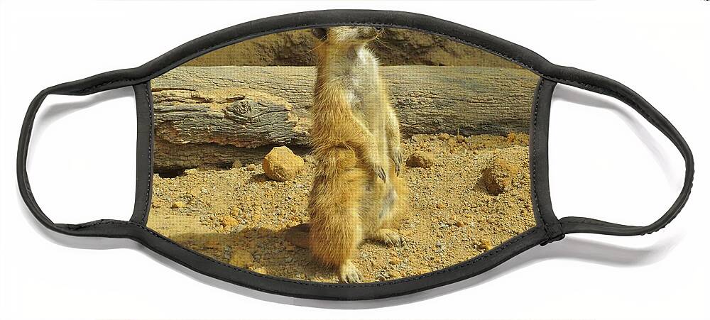 Meerkat Face Mask featuring the photograph Taking a Break - Meerkat by World Reflections By Sharon