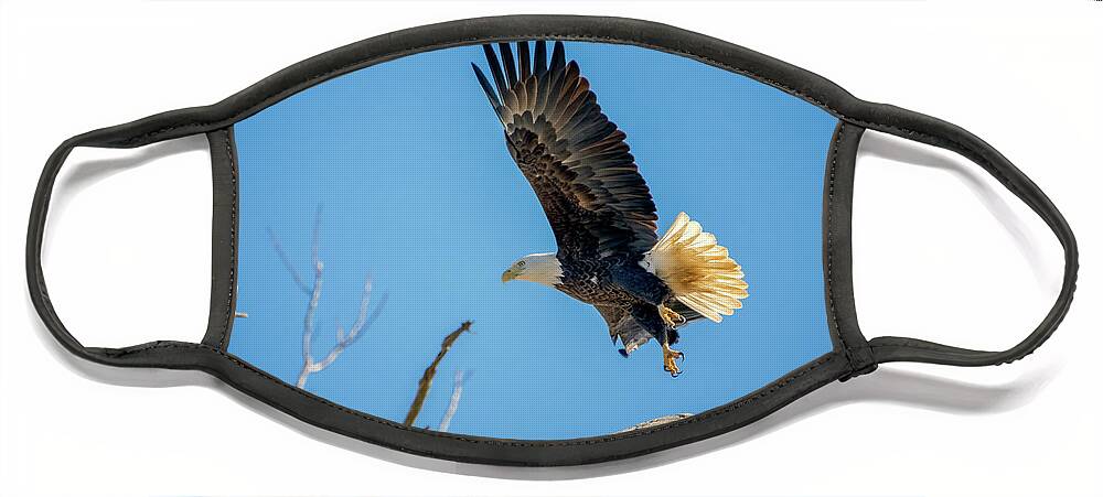 Bald Eagle Face Mask featuring the photograph Taking Flight on the River by Robert J Wagner