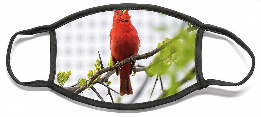 Summer Tanager Face Mask featuring the photograph Tanager Song by Pam Rendall