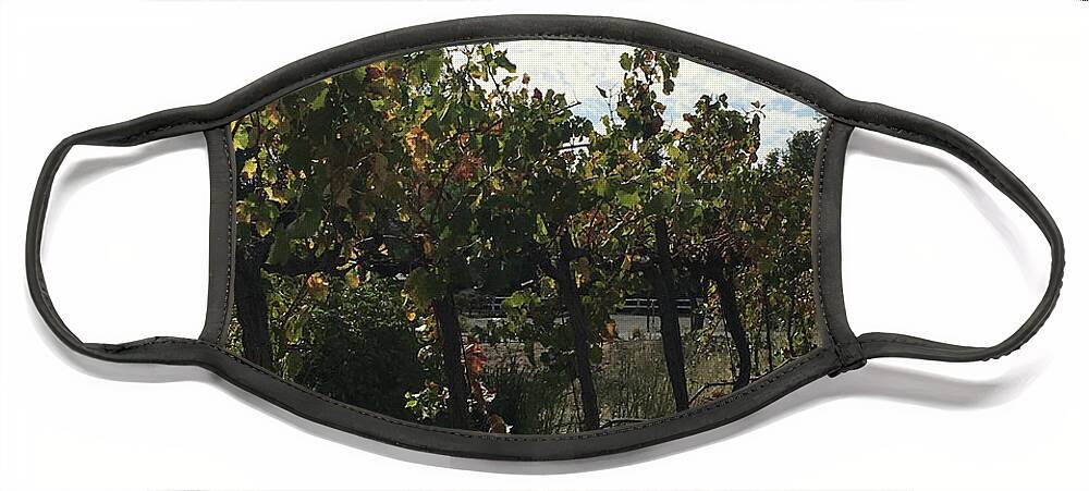 Grapevines Face Mask featuring the photograph Temecula Vines by Roxy Rich