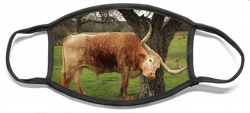 Texas Longhorn Face Mask featuring the photograph Texas Longhorn by Dan Sproul