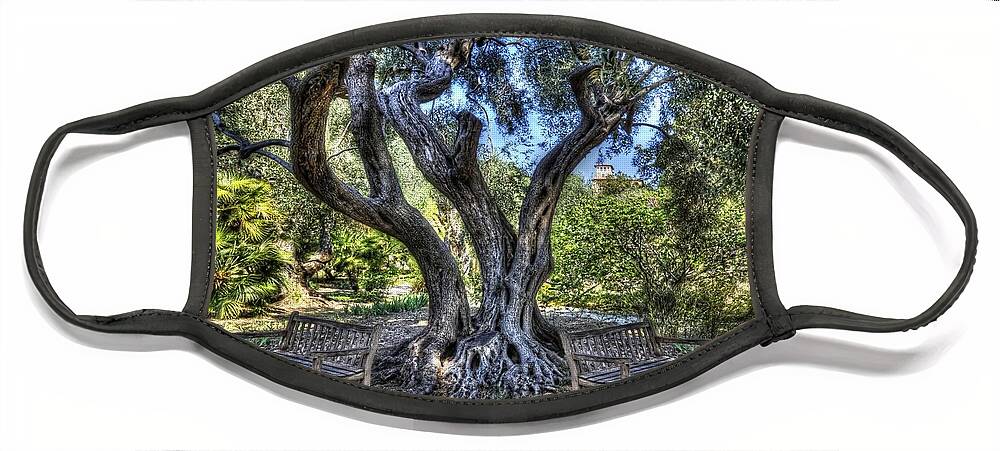 Liguria Di Ponente Face Mask featuring the photograph THE ANCIENT TREE AND THE TWO BENCHES - L'ALBERO ANTICO e LE DUE PANCHINE by Enrico Pelos