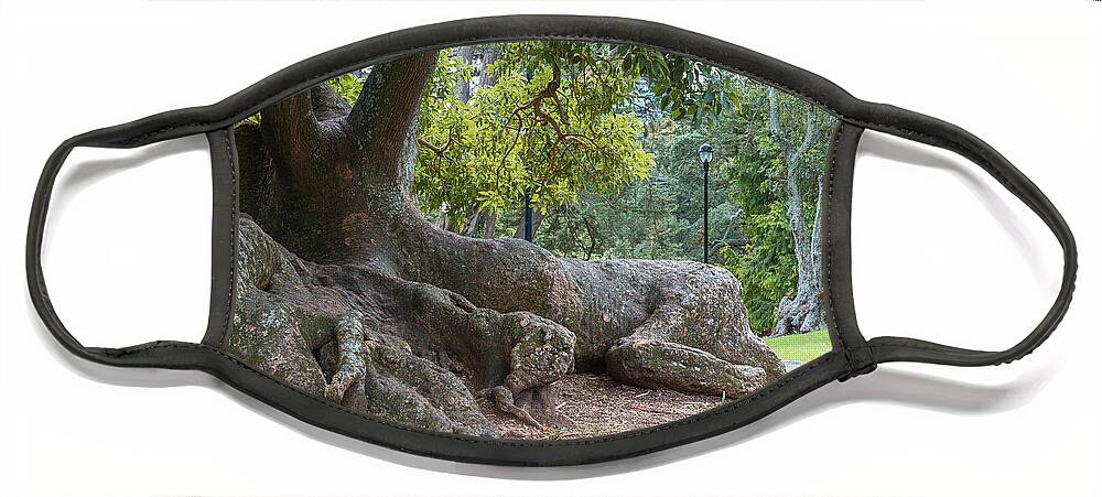 Tree Face Mask featuring the photograph The Argentine Umbrella Tree by Elaine Teague