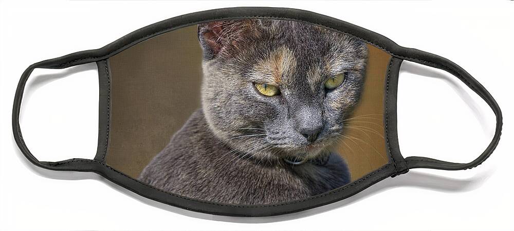 Cats Face Mask featuring the photograph The Boss - Cat by Nikolyn McDonald