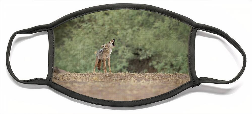 Wildlife Face Mask featuring the photograph The Call by Shannon Hastings
