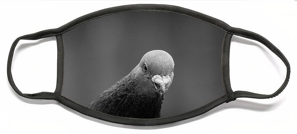 Black And White Face Mask featuring the photograph The Curious Pigeon by Martin Vorel Minimalist Photography